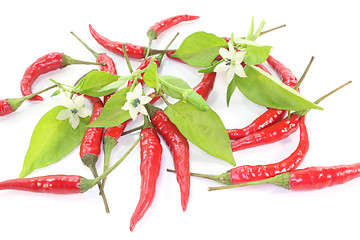 Image showing Chilis