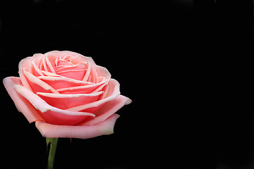 Image showing pink rose 