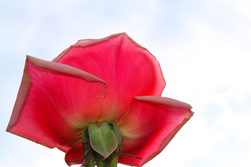 Image showing Bud of a pink rose 