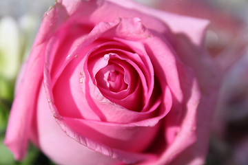 Image showing Bud of a pink rose 