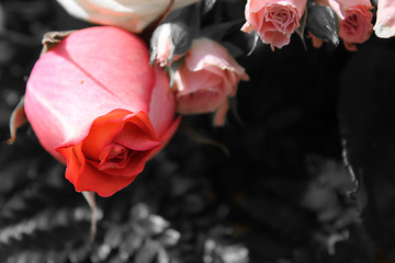 Image showing Bud of a red rose