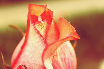 Image showing Bud of a red rose