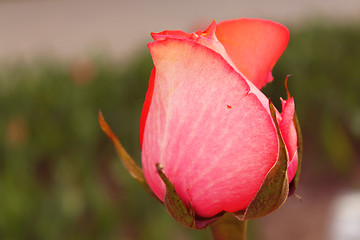 Image showing Bud of a red rose