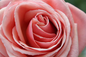 Image showing Bud of a pink rose 