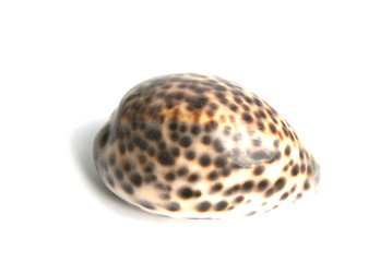 Image showing Round sea shell
