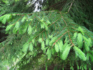 Image showing fur tree branche