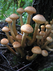 Image showing honey mushrooms growing at tree