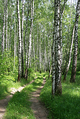 Image showing road in a birch forest