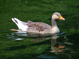 Image showing Canadian duck