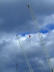 Image showing White cranes