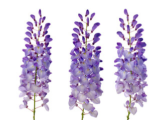 Image showing Wisteria flowers