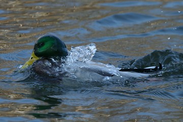 Image showing duck washing itself