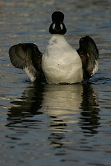 Image showing Duck on water