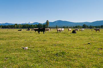 Image showing Cattle