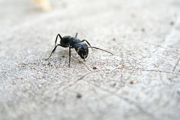 Image showing ant