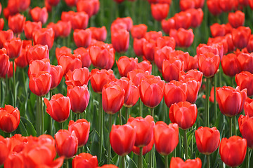 Image showing beautiful red tulips