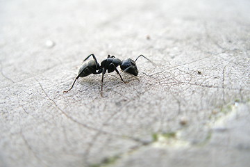 Image showing ant