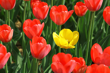 Image showing beautiful tulips 