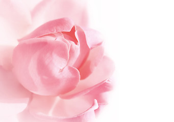 Image showing gentle pink rose