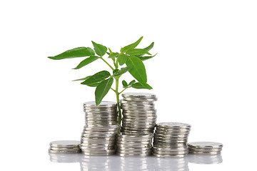 Image showing Green plant growing from the coins