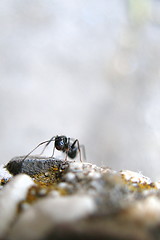 Image showing ant