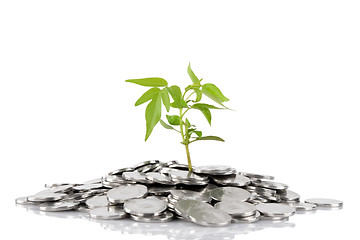 Image showing Green plant growing from the coins