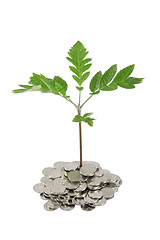 Image showing Green plant growing from the coins