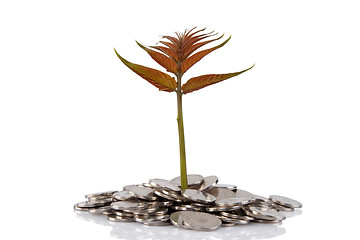 Image showing New plant growing from the coins