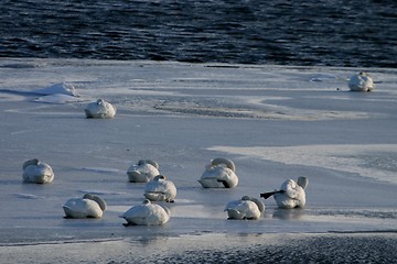 Image showing Swans sleeping on the ice