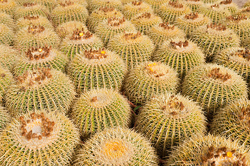 Image showing Cactus plantation