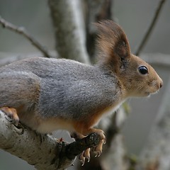 Image showing squirrel