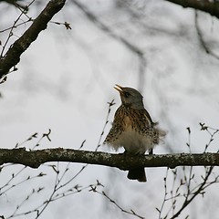 Image showing Starling