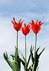 Image showing Tulips and Sky