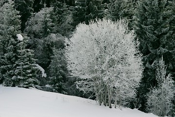 Image showing Tree covered with frost