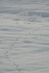 Image showing Tracks in snow