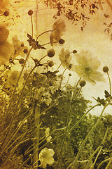 Image showing Vintage flowers