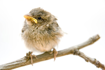 Image showing Bird on a branch