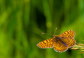 Image showing butterfly in the nature