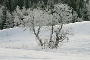 Image showing Tree covered with frost