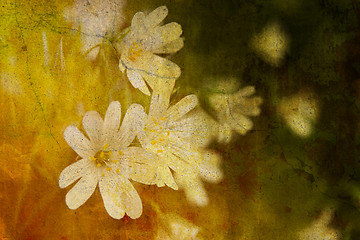 Image showing vintage flowers