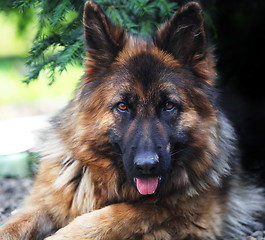 Image showing german sheppard