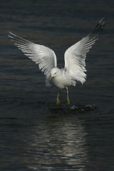 Image showing Gull walking on water