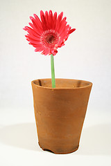 Image showing A pot plant