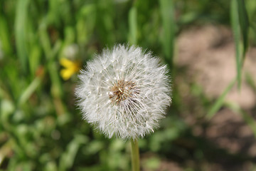 Image showing dandelion