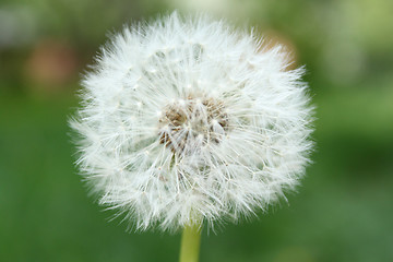 Image showing dandelion