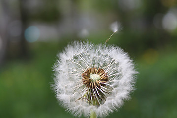 Image showing dandelion