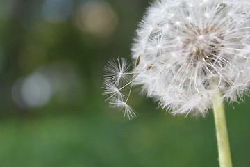 Image showing Dandelion