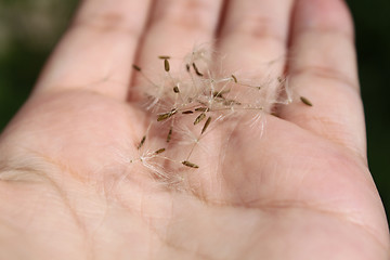 Image showing Dandelion seed