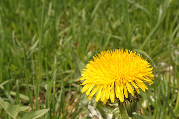 Image showing dandelion