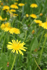 Image showing dandelion